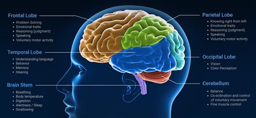 The Brain